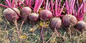 Fresh Beetroot