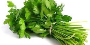 Fresh Coriander Leaves
