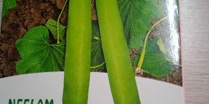 Bottle Gourd