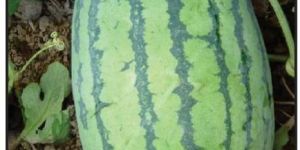 F1 Shahrukh 786 Watermelon Seeds