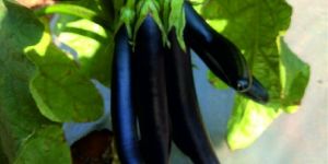 F1 SW Kirti 99 Brinjal Seeds