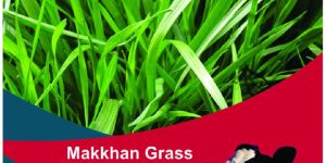 Makkhan Grass Rasgulla Forage Seeds