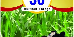 Multicut Nutrigold Forage Seeds