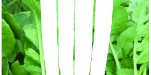 Res. Japani White Radish Seeds