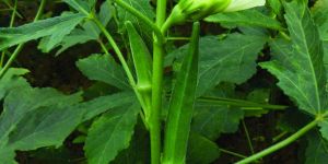 Res Lucky 666 Okra Seeds