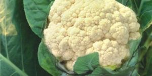Res. Meghna Cauliflower Seeds