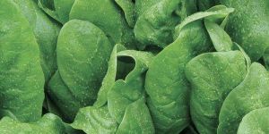 Res. Radhika Spinach Seeds