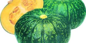 Res Snow Baby Pumpkin Seeds