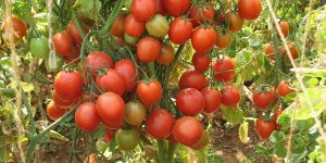 Res. Vishnu Navodya Tomato Seeds