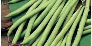 Research 66 Cluster Beans Seeds