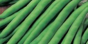 Research Manvi Cluster Beans Seeds