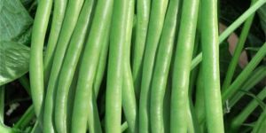 Research Menka Cluster Beans Seeds