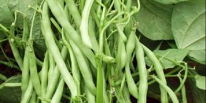 Research Nirmala Cluster Beans Seeds