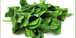 Research Nisha Pahari Spinach Seeds