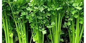 Research Panipat Coriander Seeds