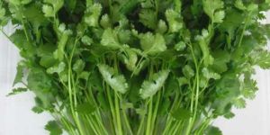 Research Pant Haritima Coriander Seeds