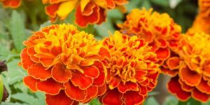 Research Rahul Marigold Seeds