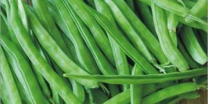 Research Rozy Cluster Beans Seeds