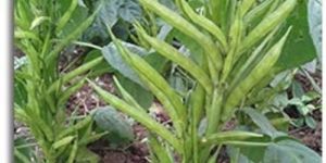 Research Shyamali Cluster Beans Seeds