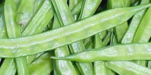 Research USA Cluster Beans Seeds