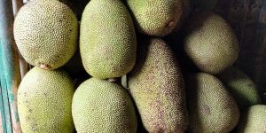 Fresh Green Jackfruit