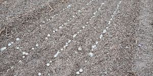 Fresh White Onion Seeds