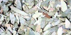 Dried Bay Leaves