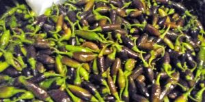 Fresh Black Bullet Chilli