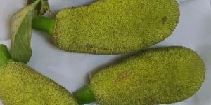 Fresh Raw Jackfruit