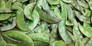 Fresh Red Hyacinth Beans