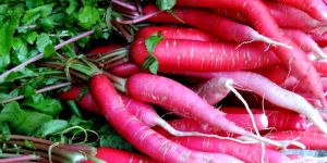 Fresh Red Radish