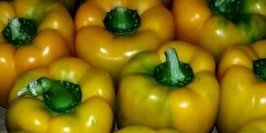 Fresh Yellow Bell Pepper