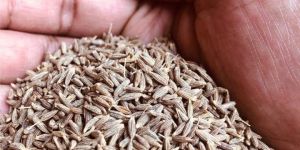 Cumin Seeds