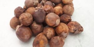 Bottle Palm Seed
