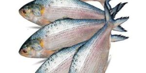 Fresh Hilsa Fish