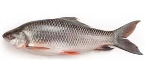 Fresh Rohu Fish