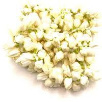 Fresh Jasmine Flower
