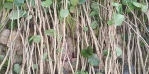 Red Sandalwood Plant