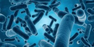 Lactobacillus Rhamnosus