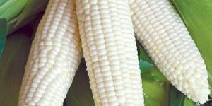 White Corn