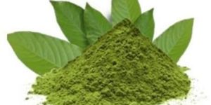 Banaba Leaf Extract Powder