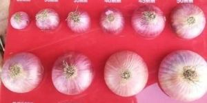 Nasik Onion