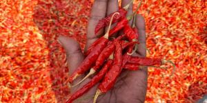 Dry Red Chilli