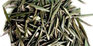 Dry Olive Leaves