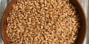 Organic Wheat Grain