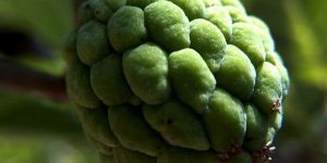 Fresh Custard Apple