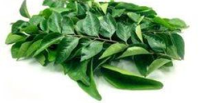 Fresh Curry Leaves