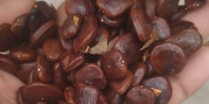 Tamarind Seed