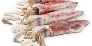 Fresh Squid Fish