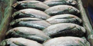 Frozen Oil Sardine Fish